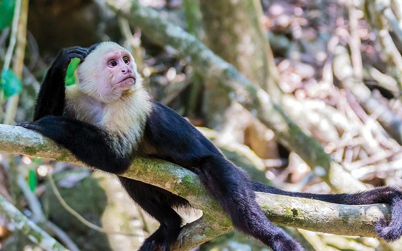 Onde ver macacos na Costa Rica