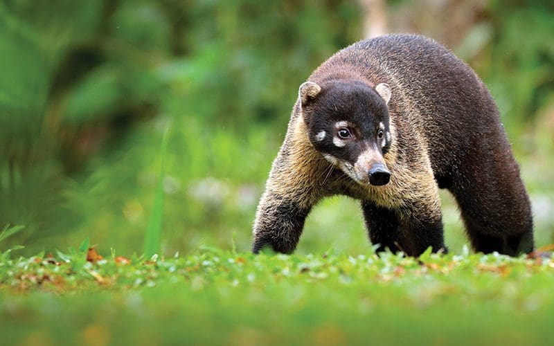 Tierwelt von Costa Rica