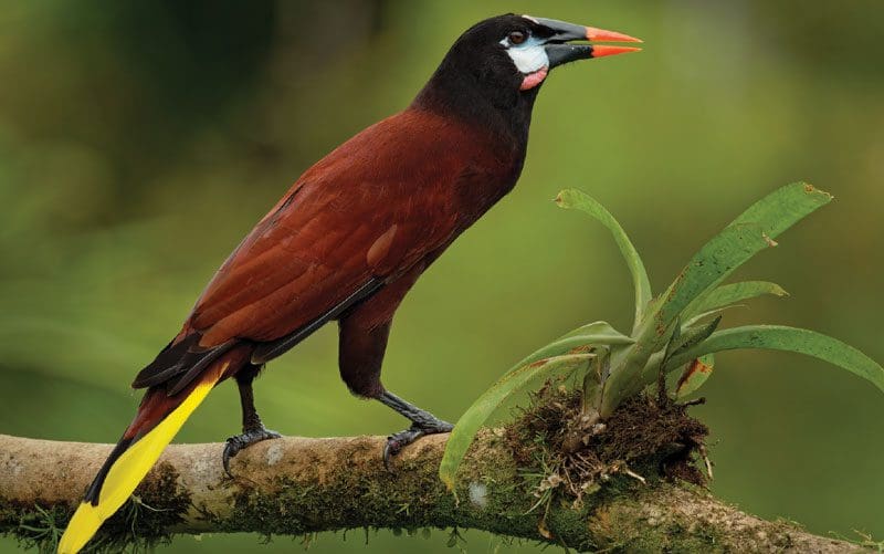 exotische vogelbeobachtung in costa rica