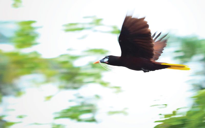 Vögel von Costa Rica