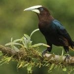 oropendolas in central america