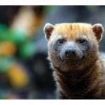 costa rican bush dog