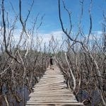 famous-wooden-boardwalk-avellanas-costa-rica