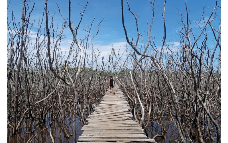 famous-wooden-boardwalk-avellanas-costa-rica