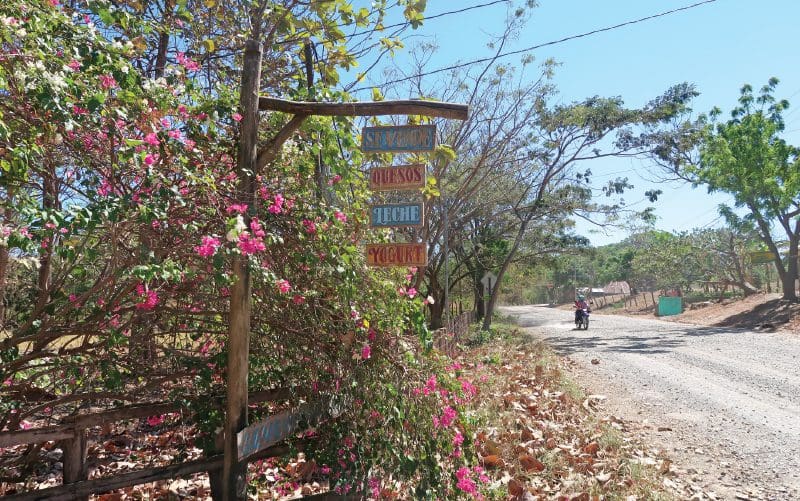 queijo e leite feitos localmente na playa avellanas costa rica