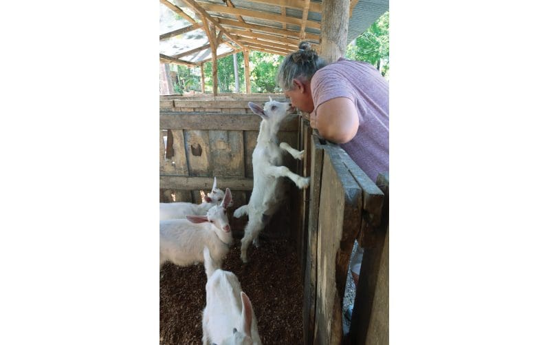 fermes de chèvres biologiques playa avellanas costa rica