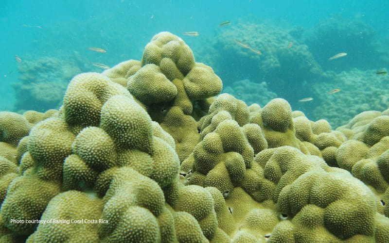 proteger los arrecifes de coral 2019 día de la tierra costa rica