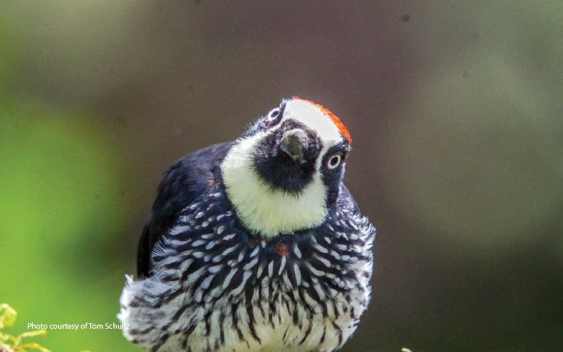 oiseaux uniques du costa rica