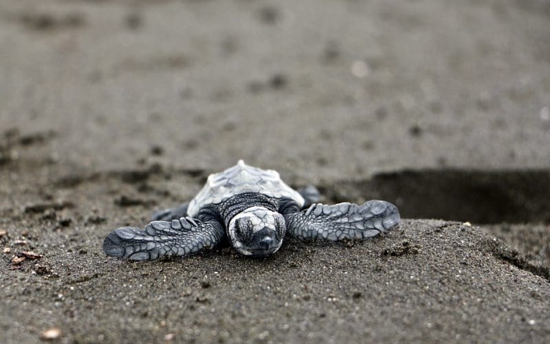 Beobachten Sie, wie Baby-Meeresschildkröten in Nosara Costa Rica schlüpfen