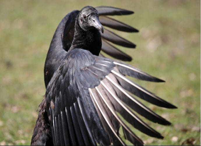 abutres-negros costa rica
