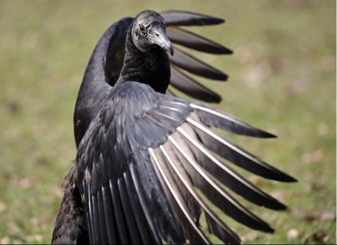 schwarze Geier Costa Rica