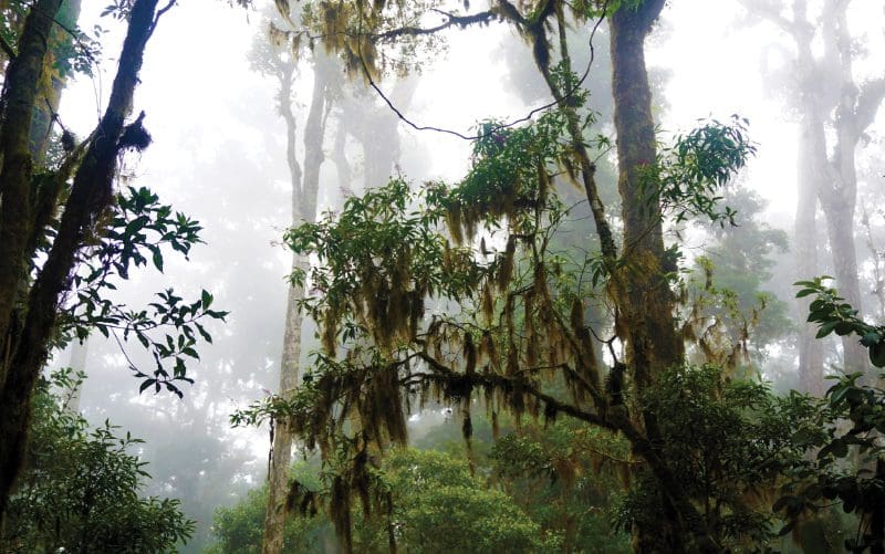 יערות העננים של קוסטה ריקה