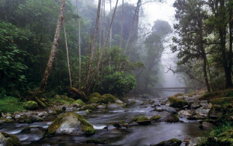 Nebelwald Costa Rica