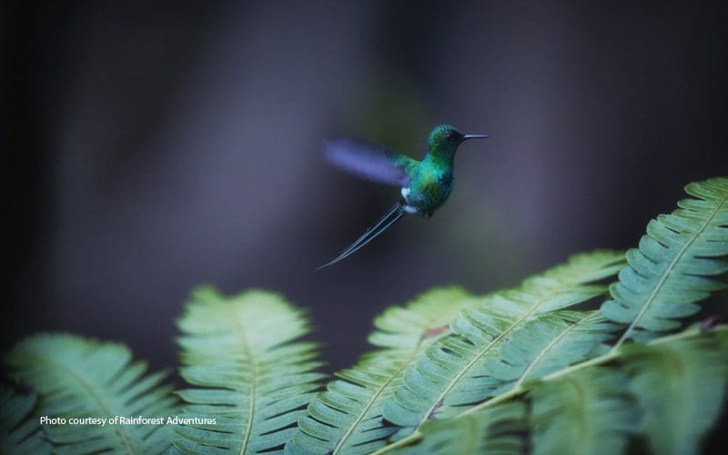 Kolibris Costa Rica