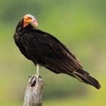 yellow headed vultures costa rica