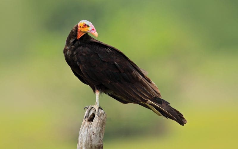 yellow headed vultures costa rica