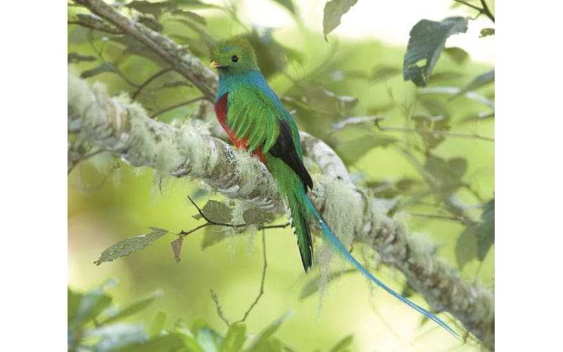 benannt nach dem Quetzalvogel