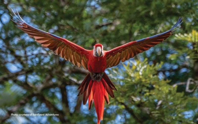 macaw bieds costa rica