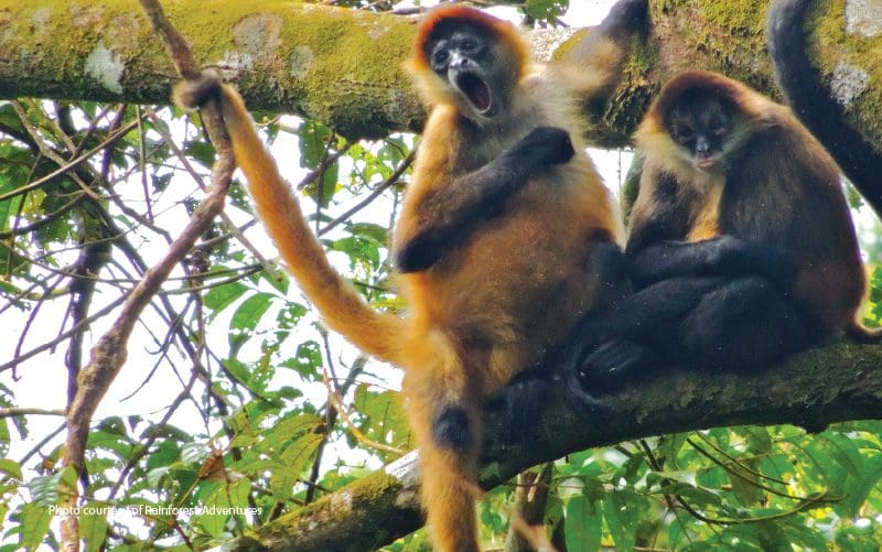 singes araignées costa rica