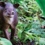 tapir in the wild costa rica