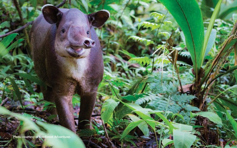 tapir en la salvaje costa rica