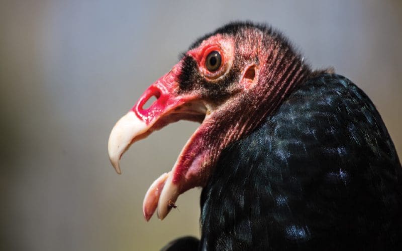 turkey vultures costa rica