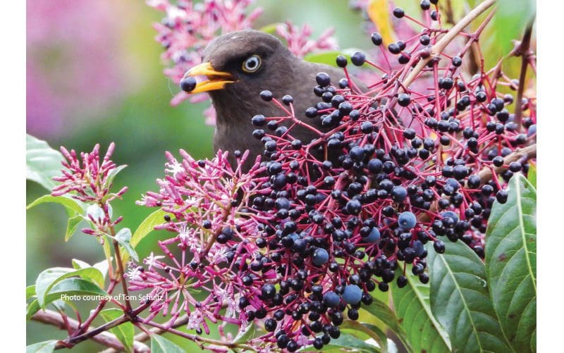 oiseaux du costa rica