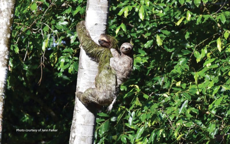 see-sloths-panama
