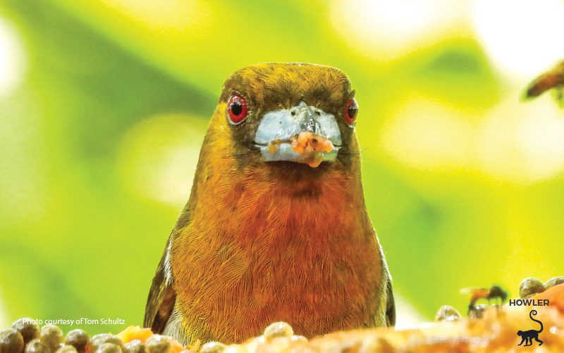birds in costa rica