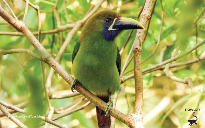green bird in costa rica