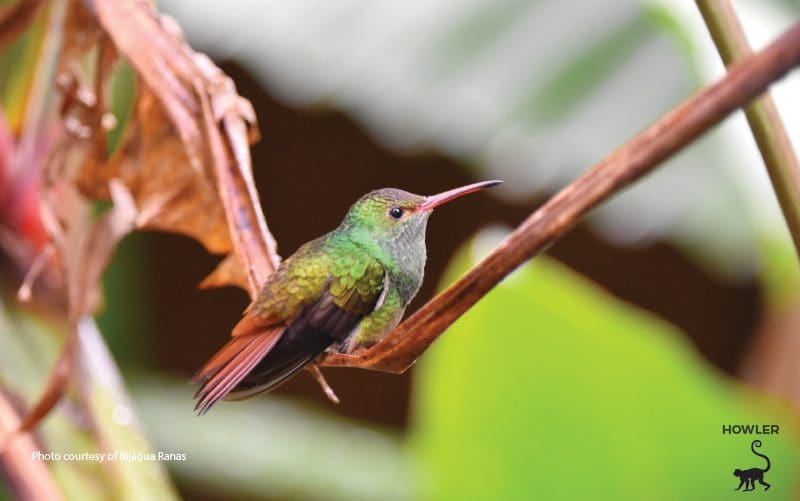 bonito colibri multicolorido