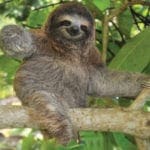 three-toed sloths in costa rica