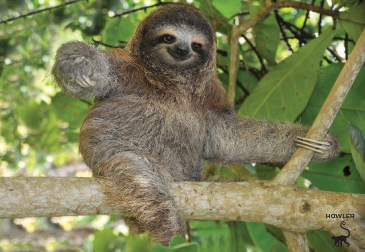 paresseux à trois doigts au costa rica