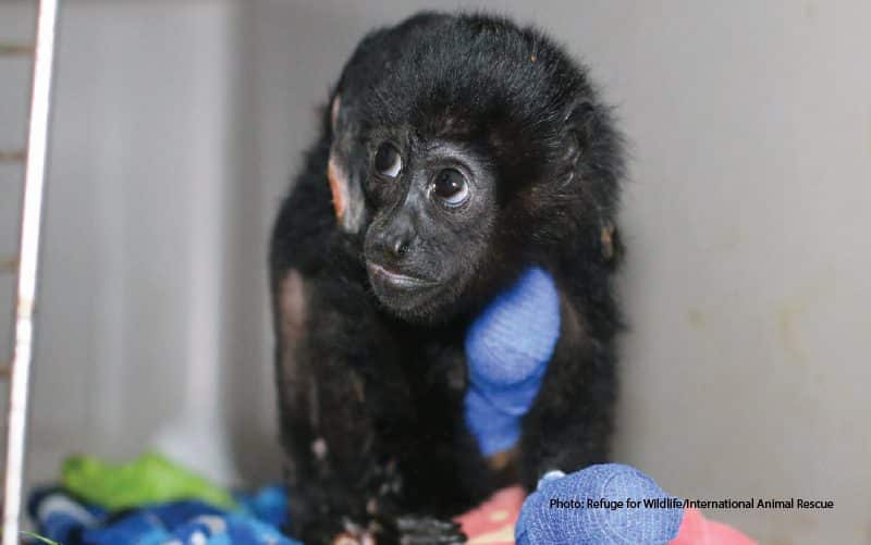 sauvetage de singe costa rica