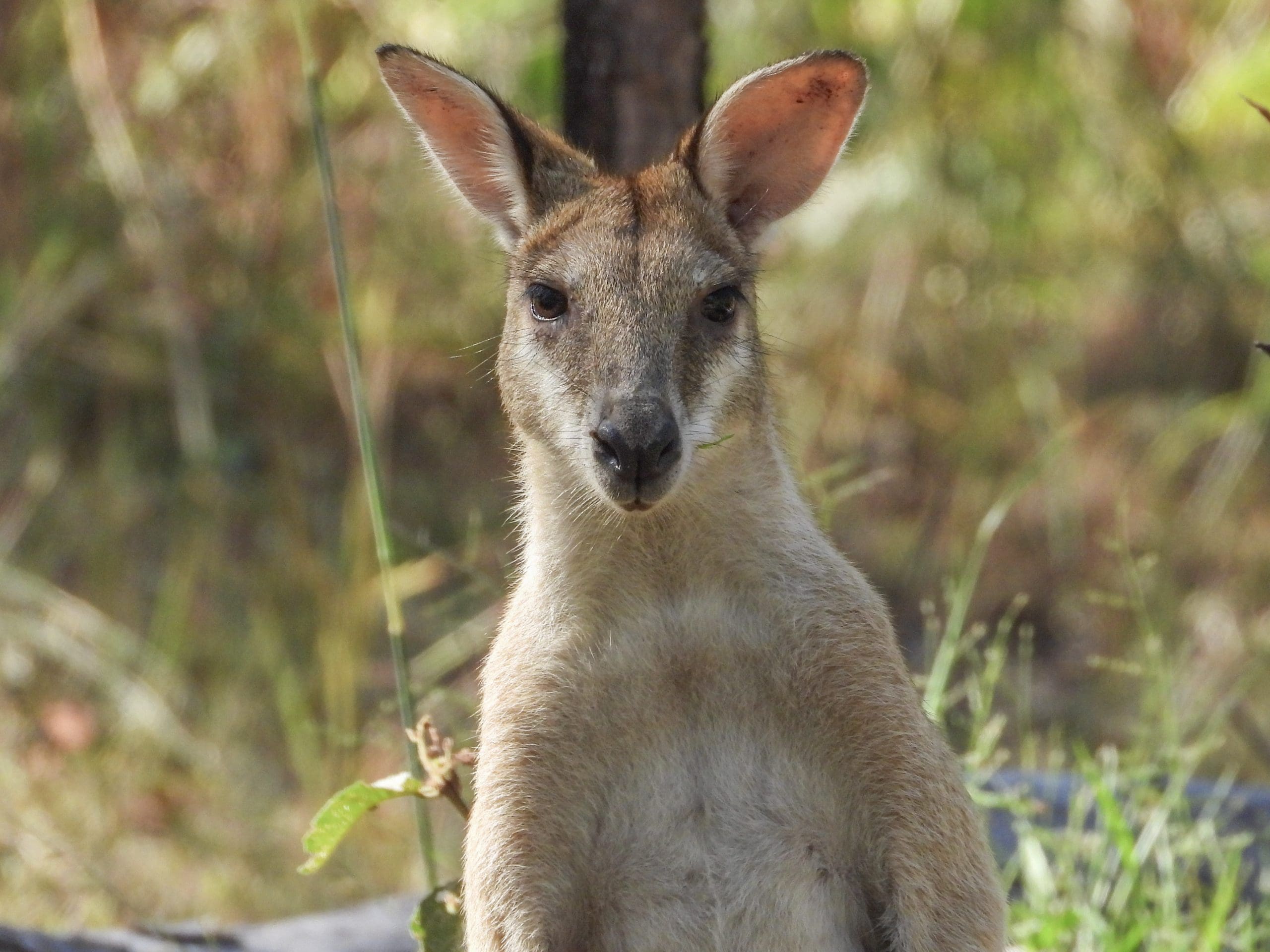 Wallaby agile, parc national de Kakadu