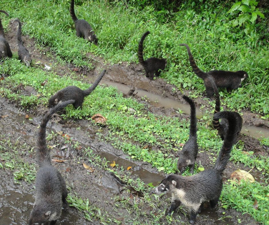 Coatis pups