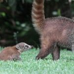 Coati and new baby