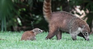 Coati and new baby