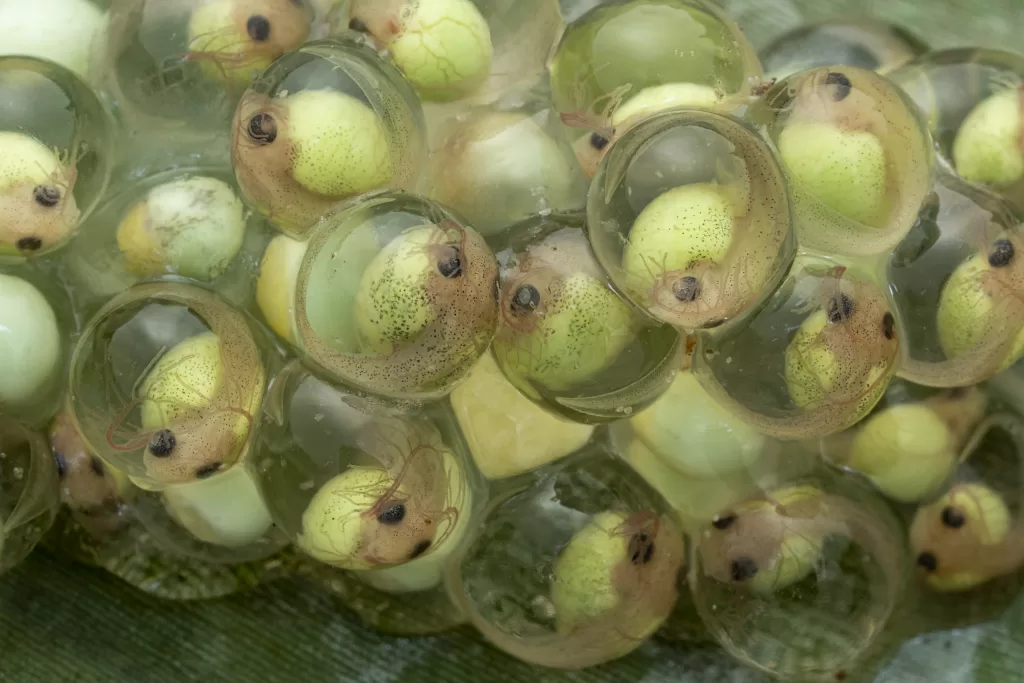 Red eye frog embryos