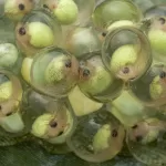 Red eye frog embryos