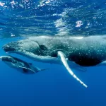 Whale Season in Costa Rica