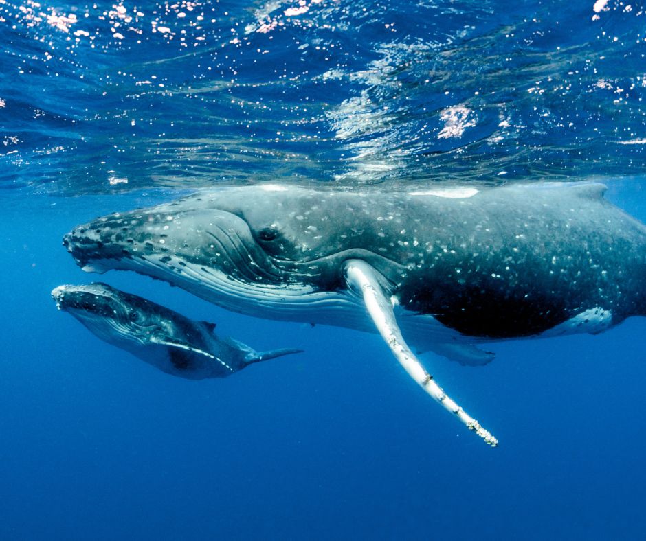 Whale Season in Costa Rica
