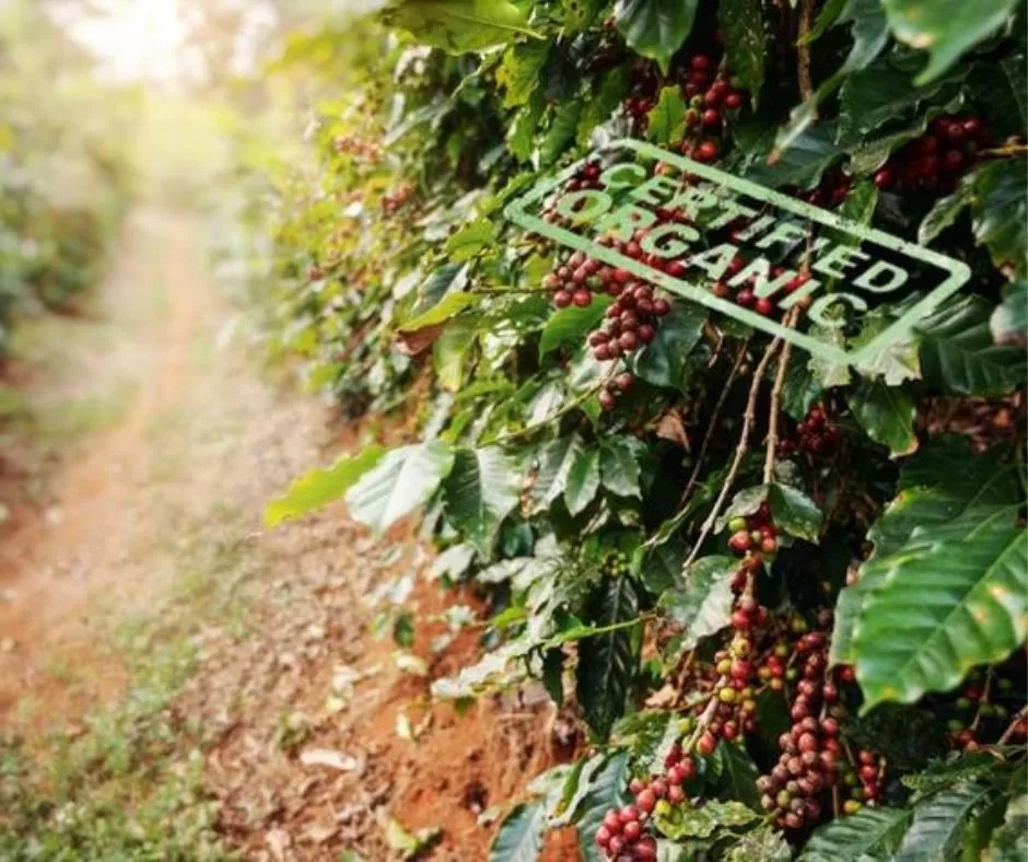 Organic Coffee in Costa Rica
