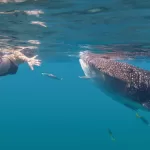 Whale shark with swimmer