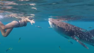Whale shark with swimmer