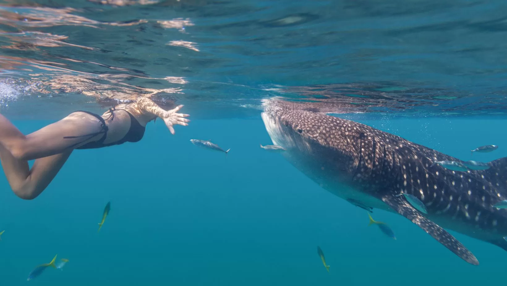 Whale shark with swimmer