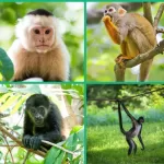 Monkeys abound in Costa Rica