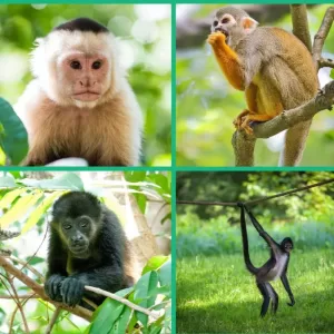 Macacos abundam na Costa Rica