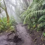 wet trail in Arenal