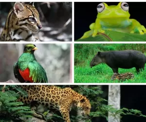 Flüchtige Kreaturen Costa Ricas